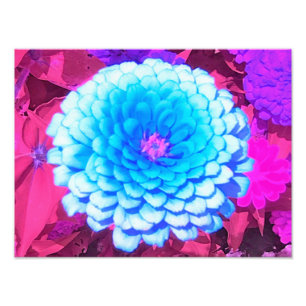 Hübsches blaues Zinnia im Lila Sommergarten Fotodruck