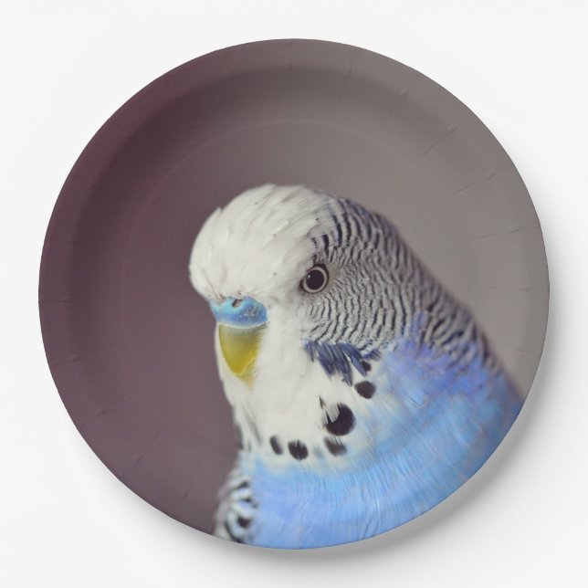 Hübsches Blue Budgie Foto Papierplatte Pappteller (Vorderseite)