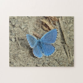 Hübsches Blue Butterfly-Foto