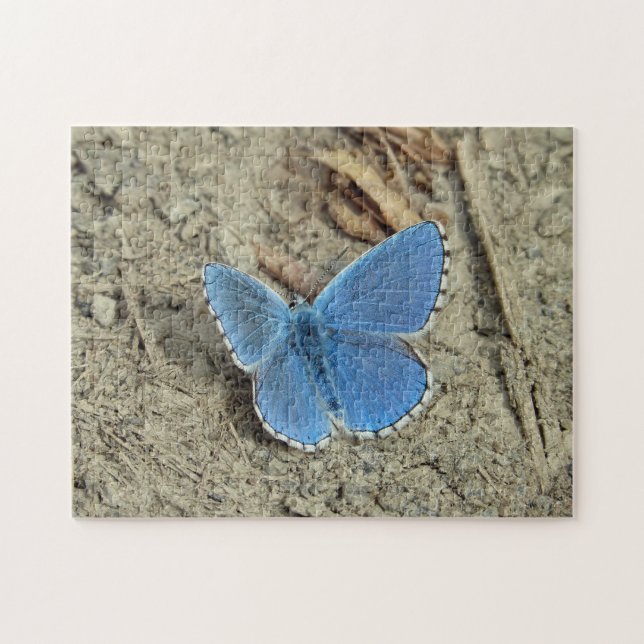 Hübsches Blue Butterfly-Foto (Horizontal)