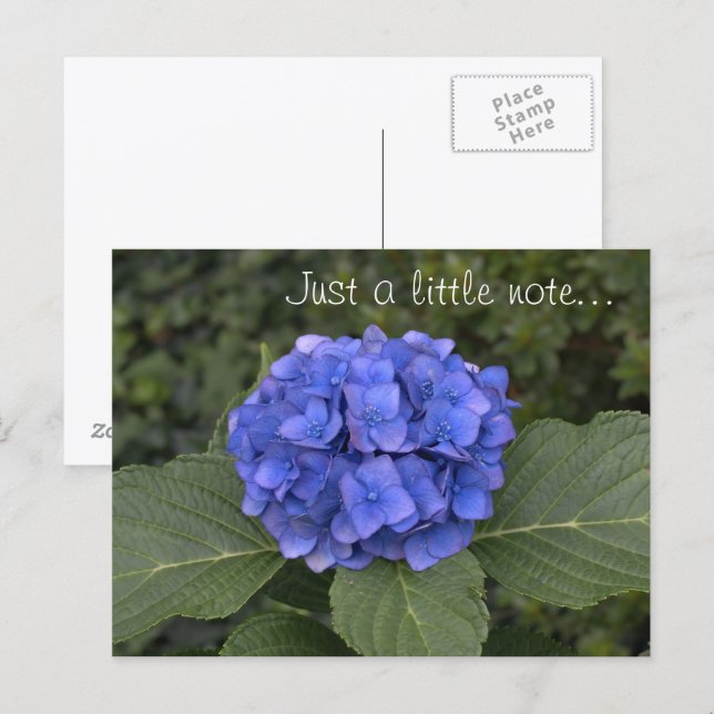 Hübsches Blue Hydrangea, nur ein kleiner Hinweis Postkarte (Vorne/Hinten)