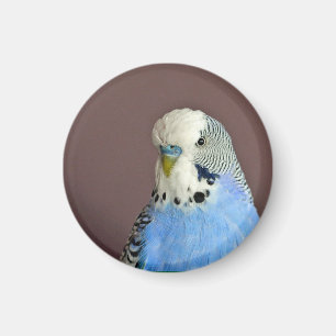 Hübsches Blue Parakeet Foto Magnet