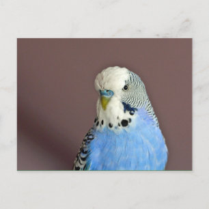 Hübsches Blue Parakeet Foto Postkarte