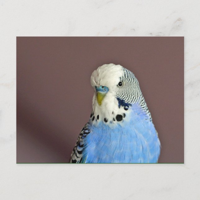 Hübsches Blue Parakeet Foto Postkarte (Vorderseite)