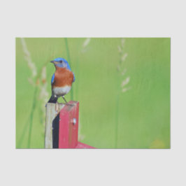 Hübsches Bluebird-Foto Seidenpapier
