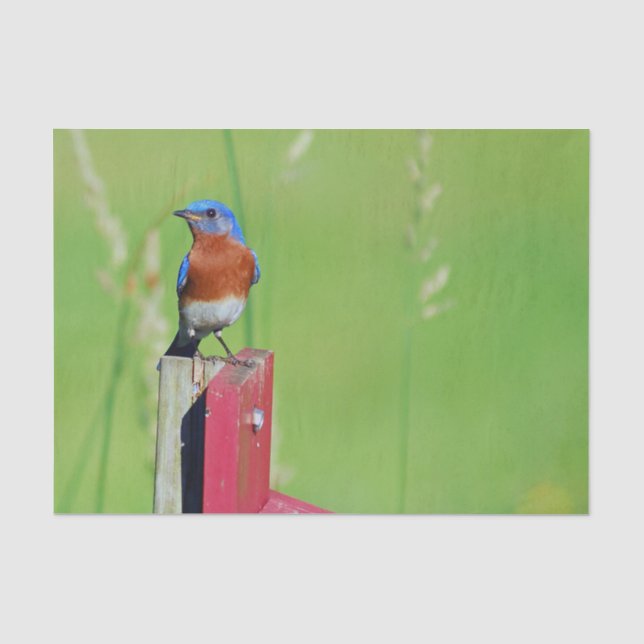 Hübsches Bluebird-Foto Seidenpapier (Vorderseite)
