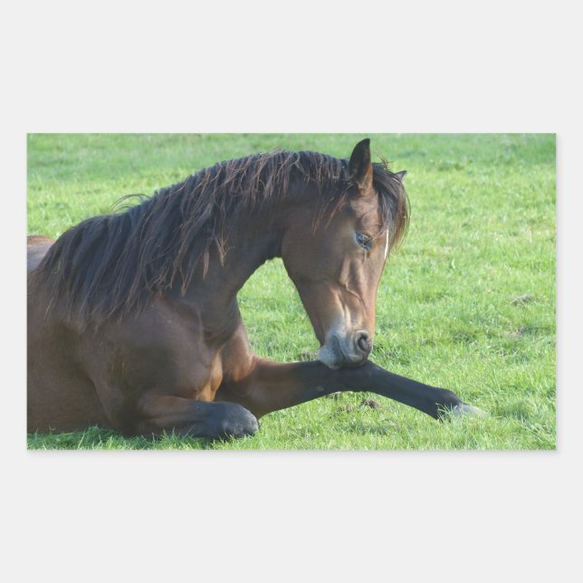 Hübsches braunes Pferd im Gras Rechteckiger Aufkleber (Vorderseite)