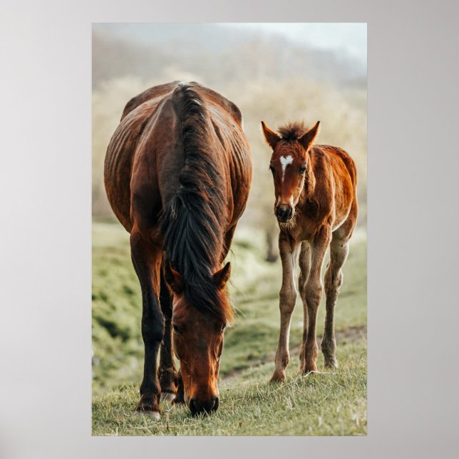 Hübsches Foto Poster (Vorne)