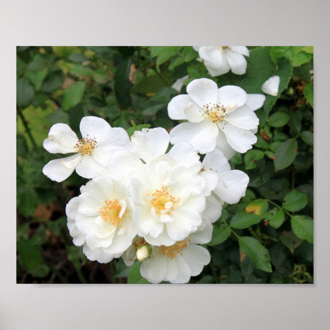 Hübsches Foto Weißrosen Poster (Vorne)