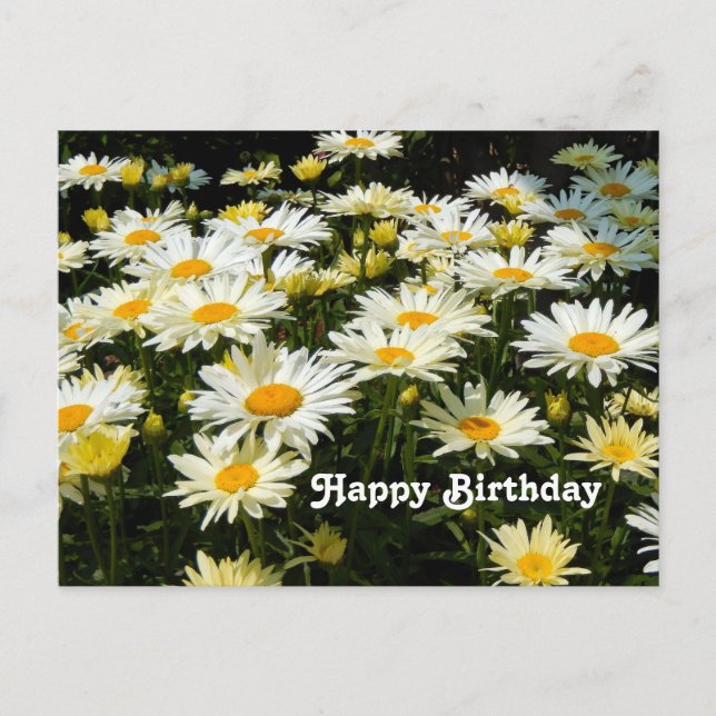 Hübsches Foto White Daisies Garden Floral Geburtst Postkarte (Vorderseite)