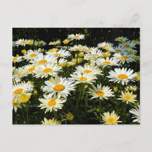 Hübsches Foto White Daisies Garden Postkarte (Vorderseite)