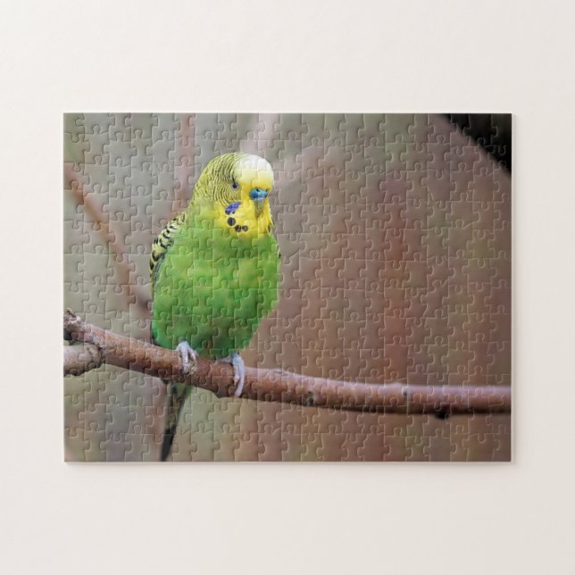 Hübsches Green Budgie Foto (Horizontal)