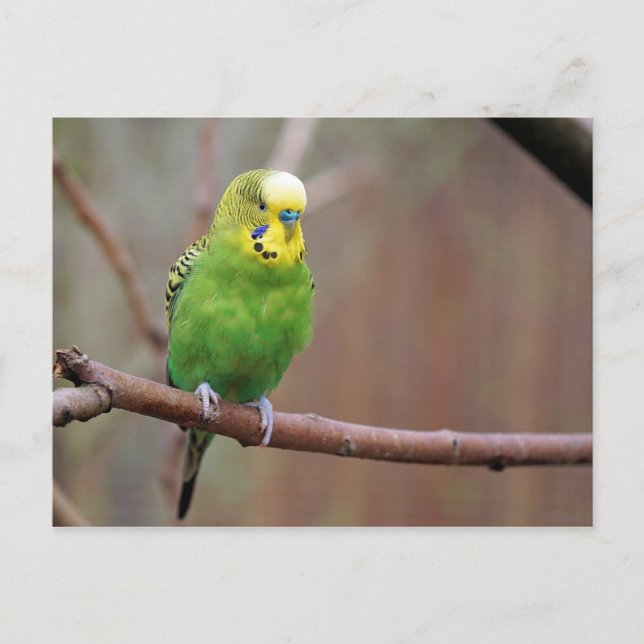 Hübsches Green Budgie Foto Postkarte (Vorderseite)