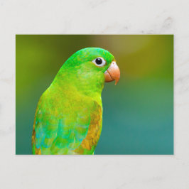 Hübsches Grünes Papagei-Foto Postkarte