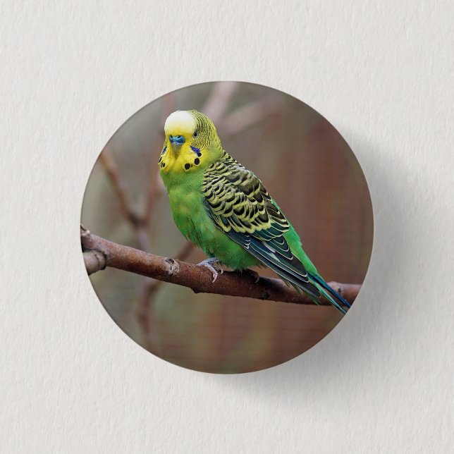Hübsches grünes Paraket-Foto Button (Vorderseite)