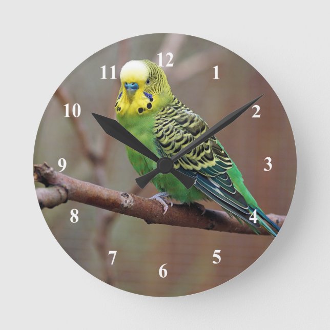 Hübsches grünes Paraket-Foto Runde Wanduhr (Vorderseite)