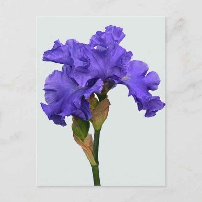 Hübsches Lila Iris Floral Foto Postkarte (Vorderseite)