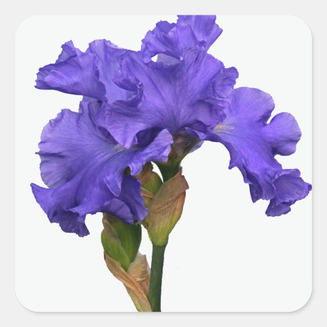 Hübsches Lila Iris Floral Foto Quadratischer Aufkleber (Vorderseite)