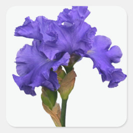 Hübsches Lila Iris Floral Foto Quadratischer Aufkleber