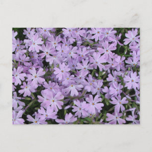 Hübsches Lila Phlox Postkarte