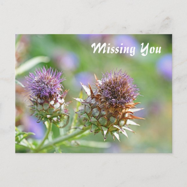 Hübsches Lila Thistle Garden Blume Foto Postkarte (Vorderseite)