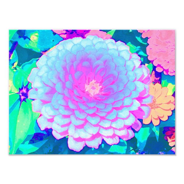 Hübsches Lila und rosa Zinnia im Sommergarten Fotodruck (Vorne)