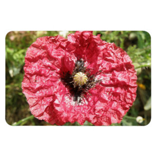 Hübsches Macro Premium Magnet für Red Poppy Blume