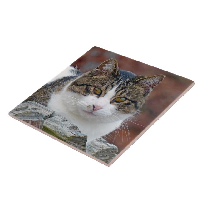 Hübsches Mädchen Fliese (Seite)