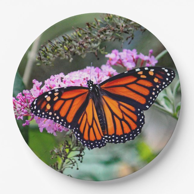 Hübsches Monarch Butterfly-Foto Pappteller (Vorderseite)