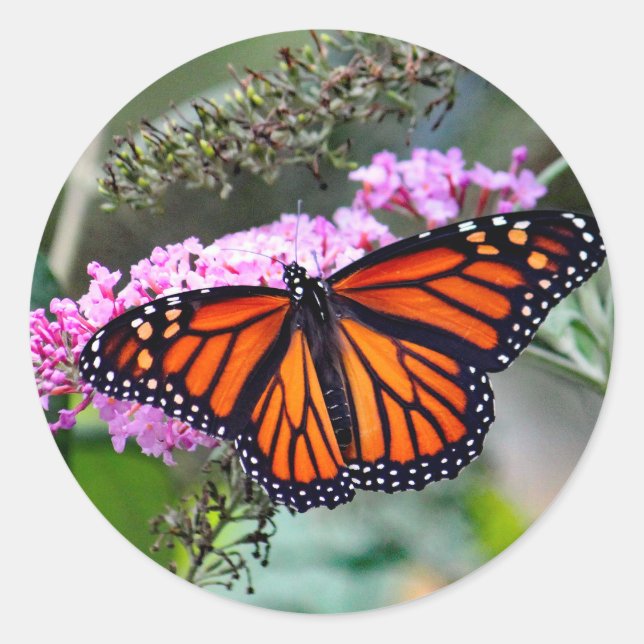 Hübsches Monarch Butterfly-Foto Runder Aufkleber (Vorderseite)