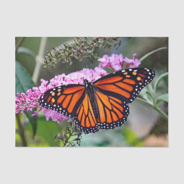 Hübsches Monarch Butterfly-Foto Seidenpapier (Vorderseite)