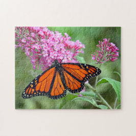 Hübsches Monarch Butterfly Rosa Foto