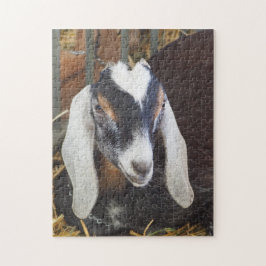 Hübsches Nubian Goat Foto