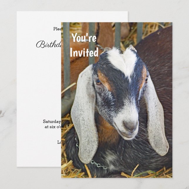 Hübsches Nubian Goat Foto Geburtstag Einladung (Vorne/Hinten)