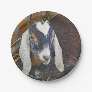 Hübsches Nubian Goat Foto Pappteller