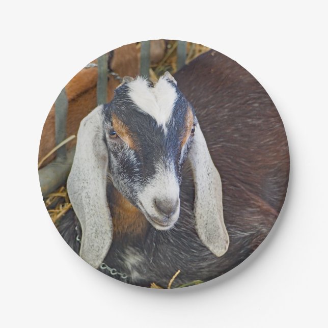 Hübsches Nubian Goat Foto Pappteller (Vorderseite)