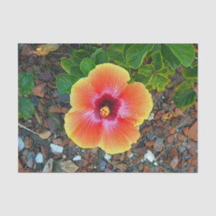 Hübsches Orange Hibiskus Blumenkraut Foto Seidenpapier