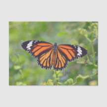 Hübsches Orange Strip Butterfly Foto