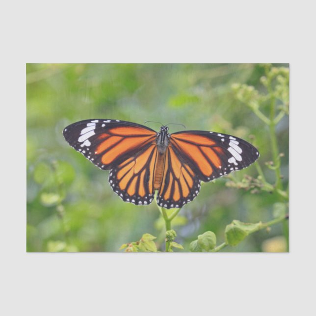 Hübsches Orange Strip Butterfly Foto Seidenpapier (Vorderseite)