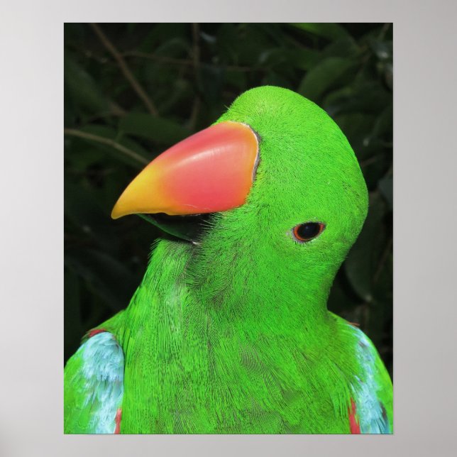 Hübsches Papageienplakat Poster (Vorne)
