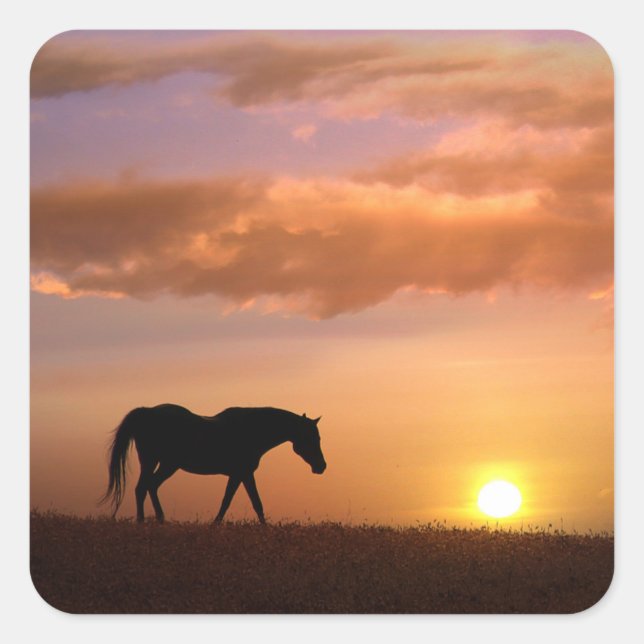 Hübsches Pferd im Sonnenuntergang Quadratischer Aufkleber (Vorderseite)