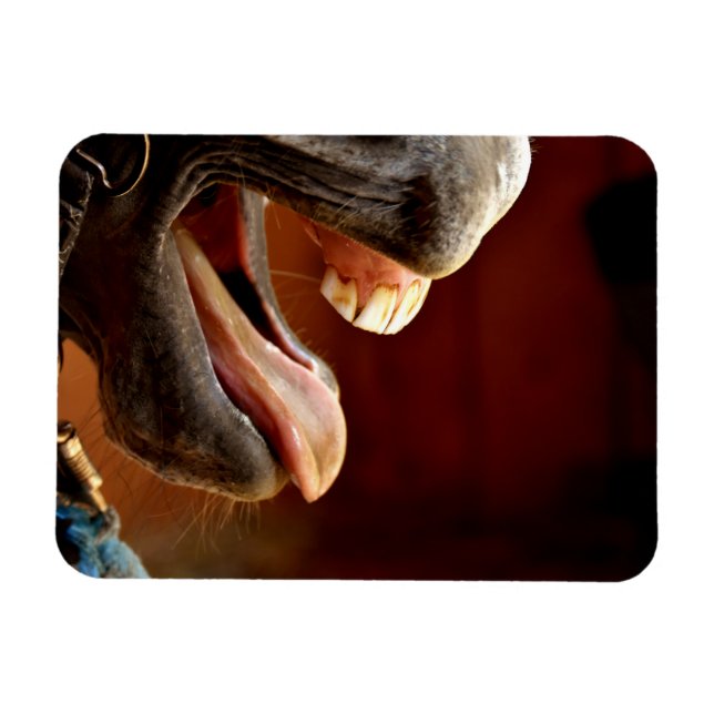 Hübsches Pferd mit Mundöffnung, Zungenstich raus Magnet (Horizontal)