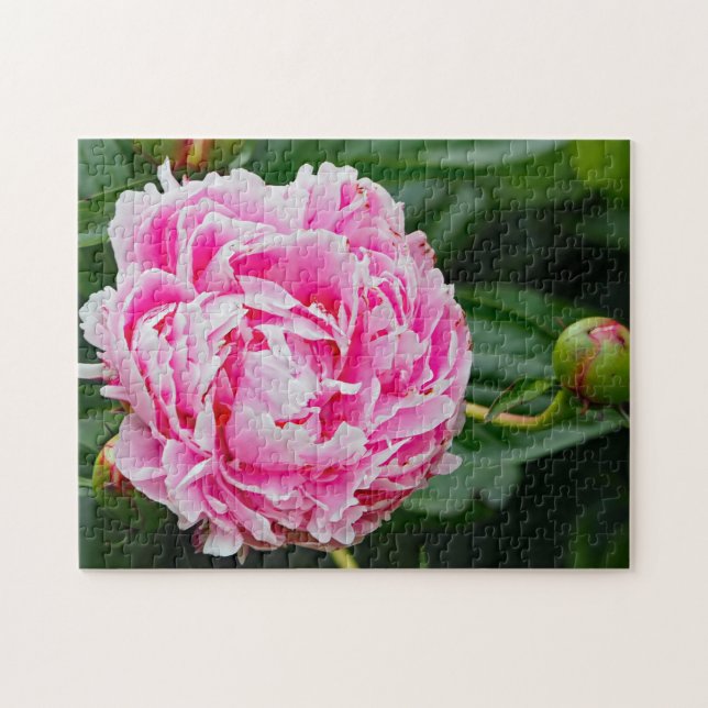 Hübsches Pink Peony Floral Foto (Horizontal)