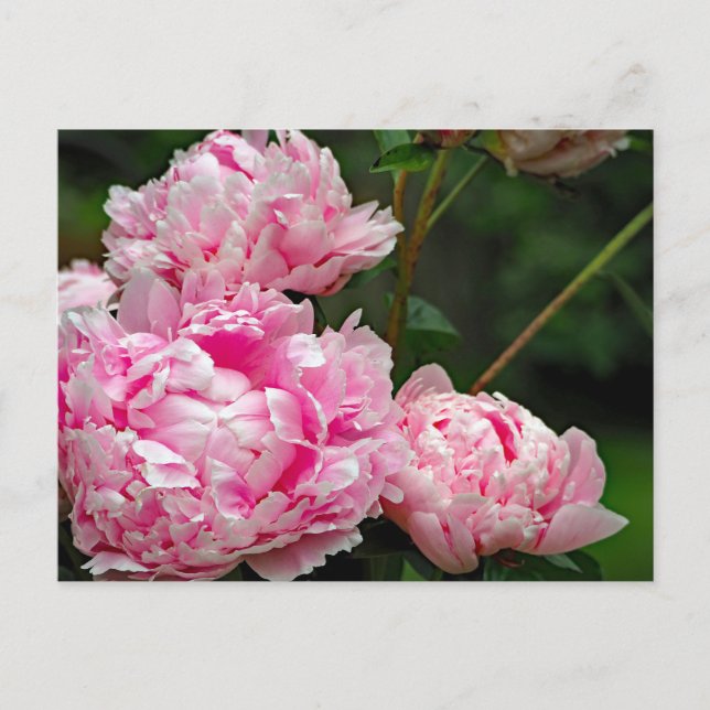 Hübsches Pink Peonys Foto Postkarte (Vorderseite)