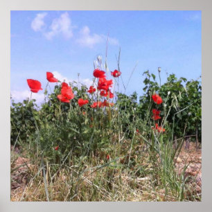 Hübsches Poster mit roten Mohnblumen und Reben