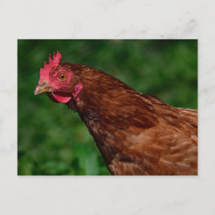 Hübsches Red Chicken Face Foto Postkarte