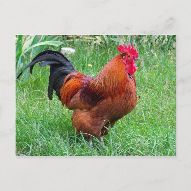 Hübsches Red Chicken Profile Foto Postkarte (Vorderseite)
