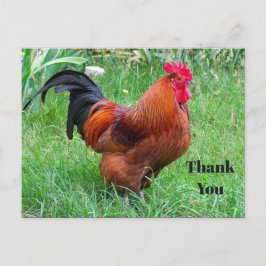 Hübsches Red Chicken Profile Foto Vielen Dank Postkarte