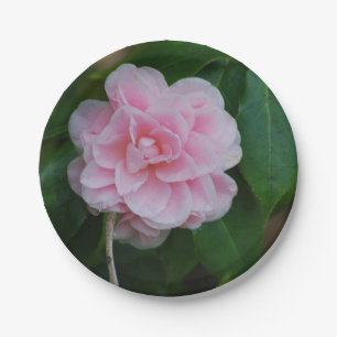 Hübsches rosa Camelia Pappteller