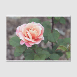 Hübsches Rosa Rose Foto Seidenpapier
